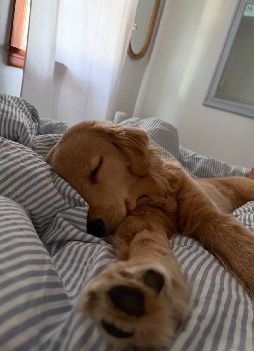 everything dogs 🐶 (@everythingdogss) on Twitter photo 