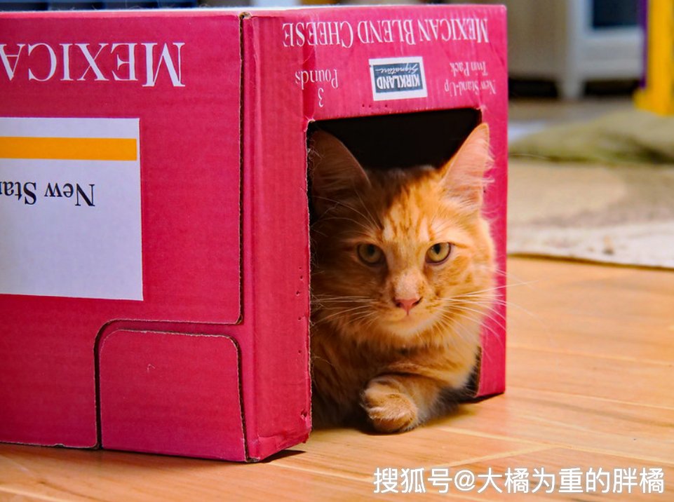 Swan Burgundy tweet media