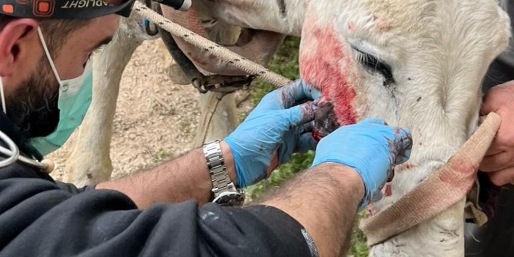 Safe Haven for Donkeys tweet media