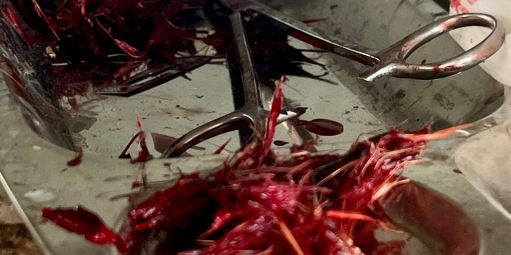 Safe Haven for Donkeys tweet media