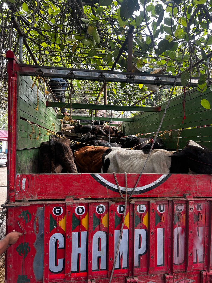 UdhampurPolice's tweet image. #PeopleFirst
#UdhampurPolice
#NotoBovineSmuggling
Udhampur Police foiled two bovine smuggling attempts and rescued 34 bovines in two separate incidents in the jurisdiction of PS Udhampur @JmuKmrPolice @UHqrs
@ZPHQJammu @igp_jammu
