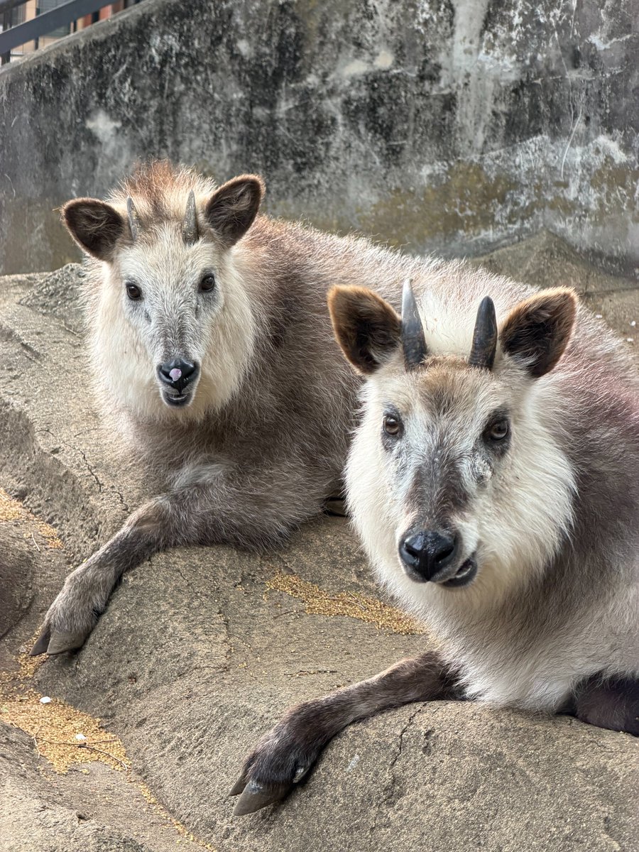井の頭自然文化園［公式］ tweet media