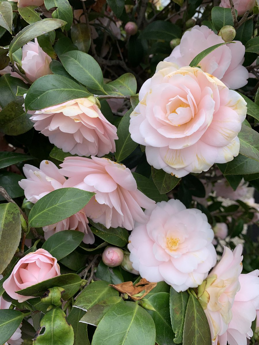 河内屋(堅忍不抜) tweet media