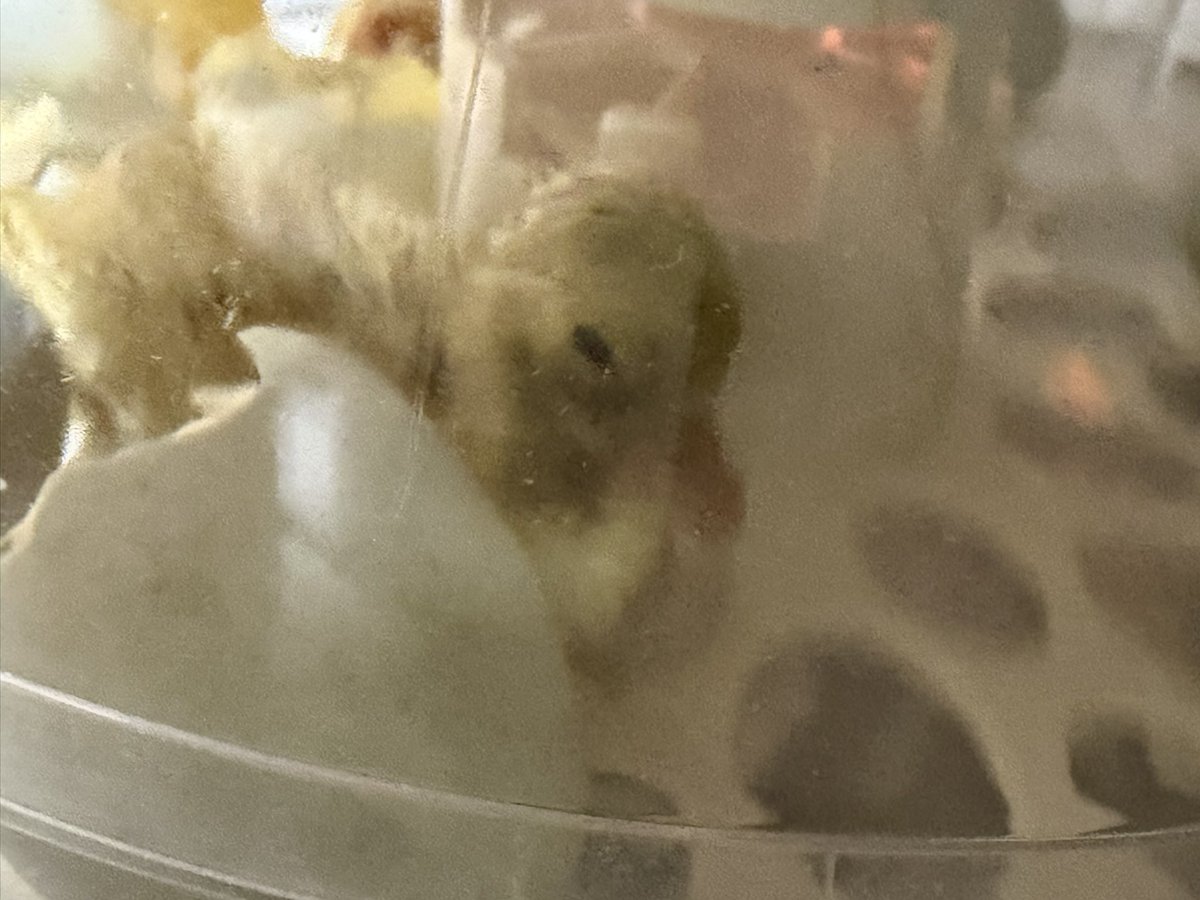 生まれたんだが、、、
予定日三日後なんやが､､､