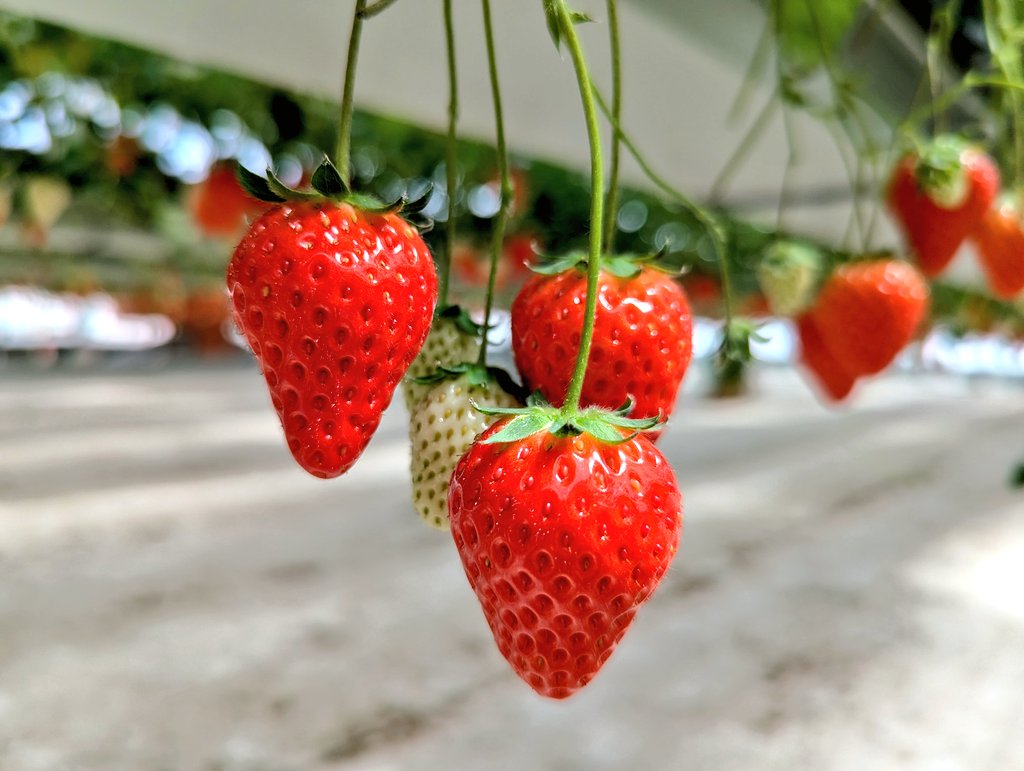 もぐ🌸たまに生配信(●´ω｀●)v tweet media