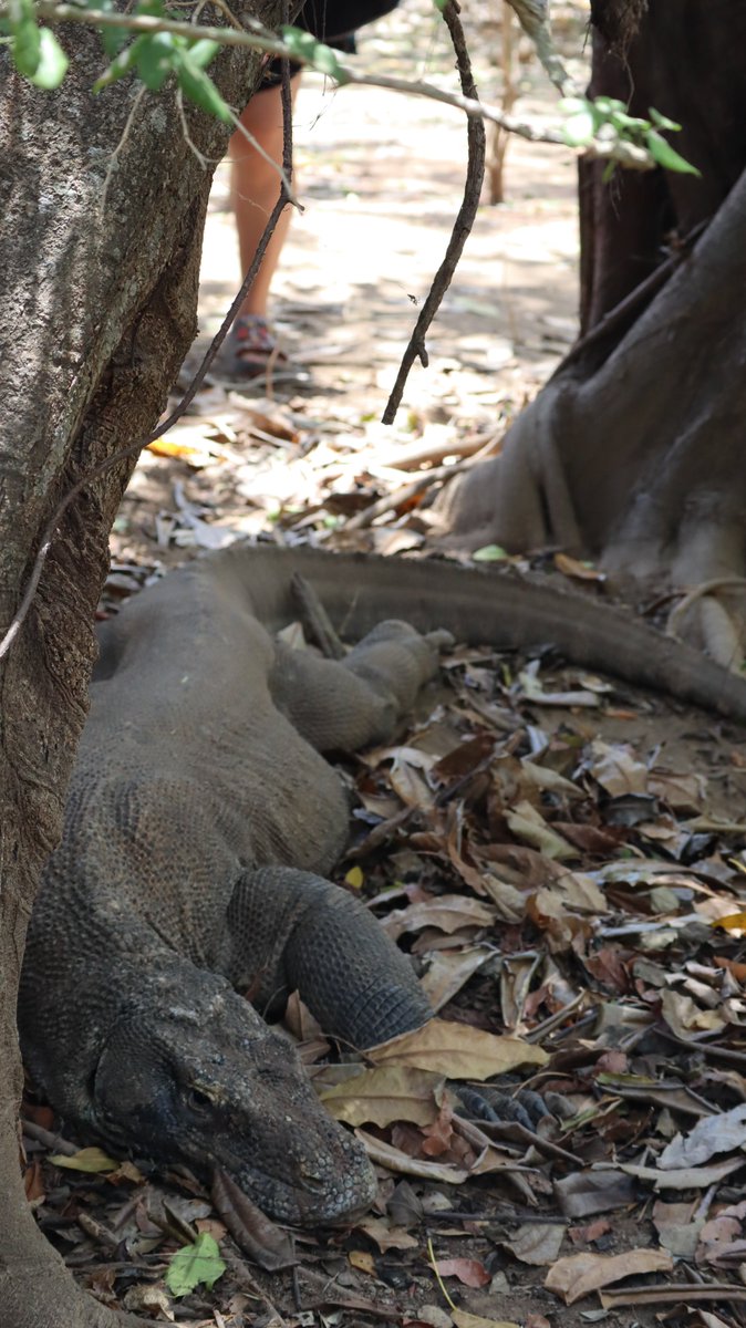 つぼみん旅行記 tweet media