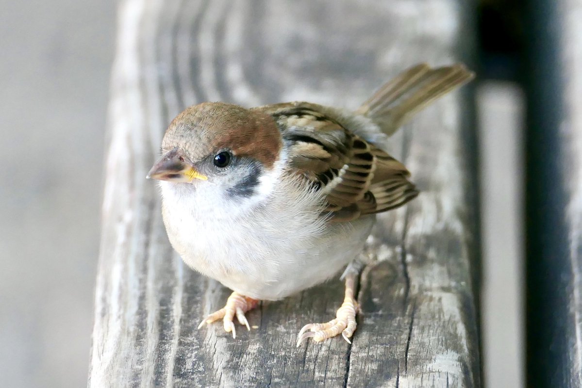 きんぐぺんちゃん tweet media