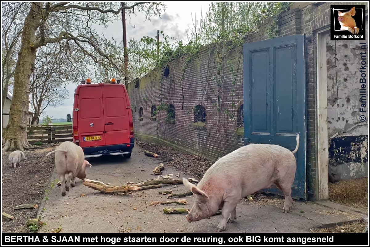 SPUUGMAZZEL

Wat was dát, die doffe dreun?

Had Tante Jet het weer op haar heupen?

Stond ze daar met een emmer te smijten?

Gauw kijken.

Nee, geen Tante Jet.

Het was een van de platanen, naast het pad.

Waar ik net nog gelopen had, lag nu een uitelkaargespat stuk boom.