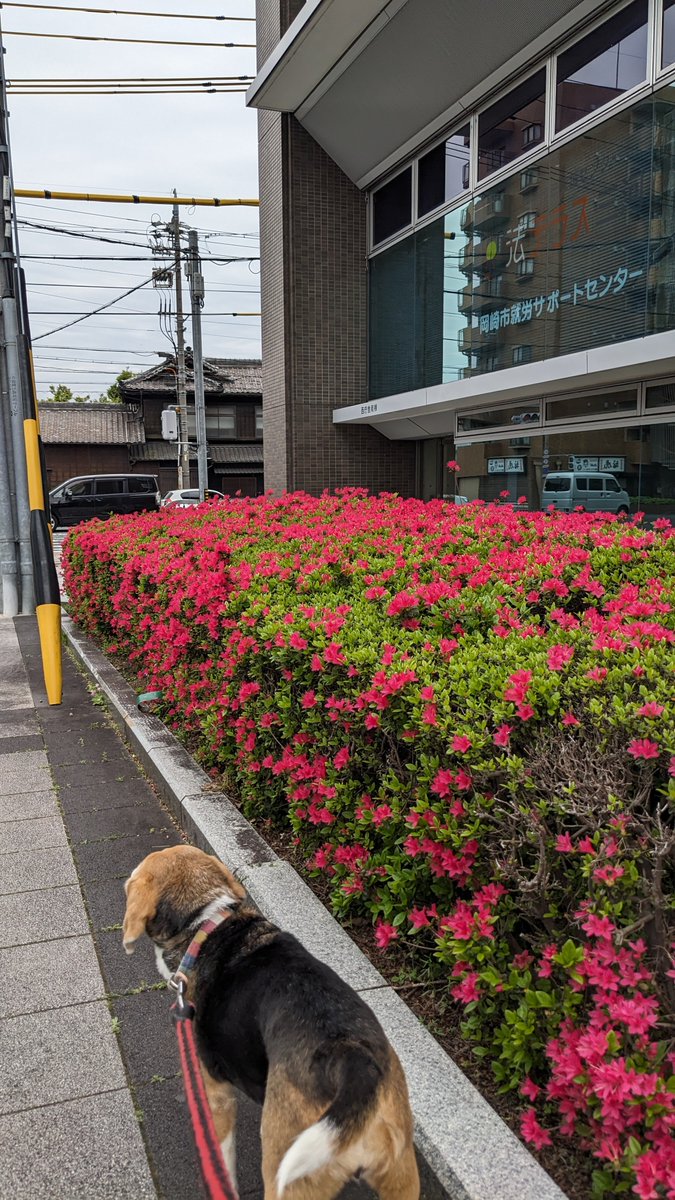 クッキーいもいも tweet media