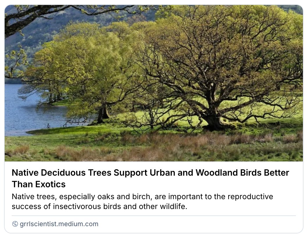 GrrlScientist's tweet photo. Native Deciduous Trees Support Urban and Woodland Birds Better Than Exotics

#SciComm by @GrrlScientist 

#NativeTrees #ExoticTrees #ecology #insects https://t.co/AgHWB9sUEl https://t.co/JhxZ70vEwa