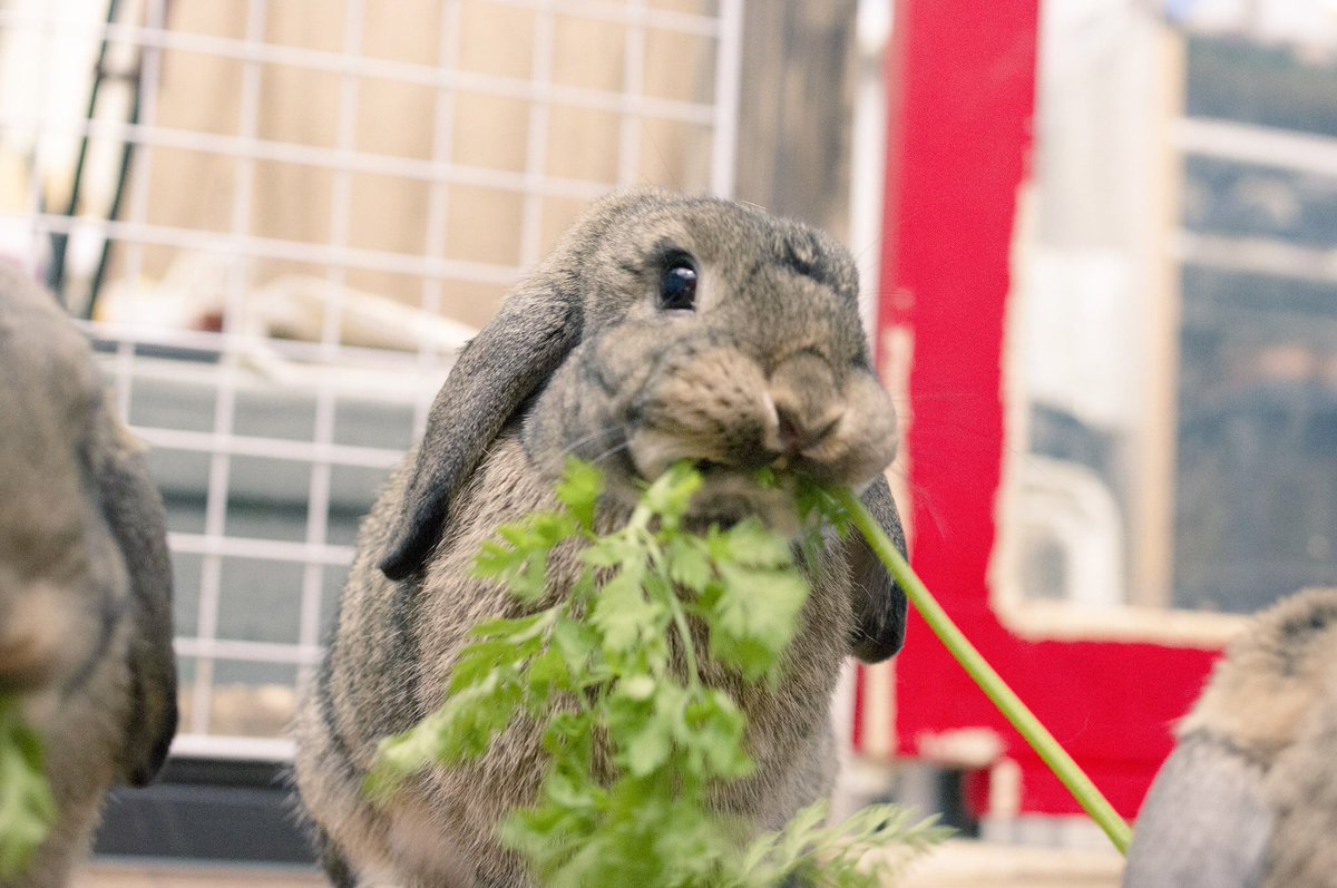 テント◆DF63/両日E44+45 tweet media