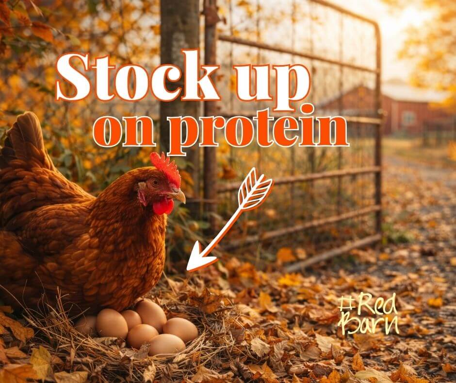 Red Barn News &amp; Special Offers - 𝗣𝗿𝗼𝘁𝗲𝗶𝗻 𝗧𝗶𝗺𝗲 - 𝗦𝘁𝗼𝗰𝗸 𝘂𝗽 𝗳𝗼𝗿 𝗔𝘂𝘁𝘂𝗺𝗻 - Read this weeks news here: bit.ly/4vrladl
#Redbarn #redbarnfarmshop #healthyproteins #PlettPickUp #WildernessDelivery #SedgefieldDelivery #KnysnaDelivery #CapeTownOvernight