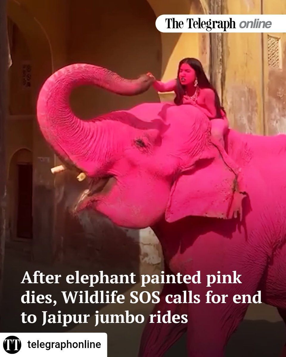 WildlifeSOS's tweet image. #Repost @ttindia @chatterji_arnab 

“Chanchal spent decades in service to greed, dying without ever knowing a day of kindness or freedom. She was a helpless victim &amp;amp; lost her life as greedy people profiteered from her exploitation. We are calling on the global community to become