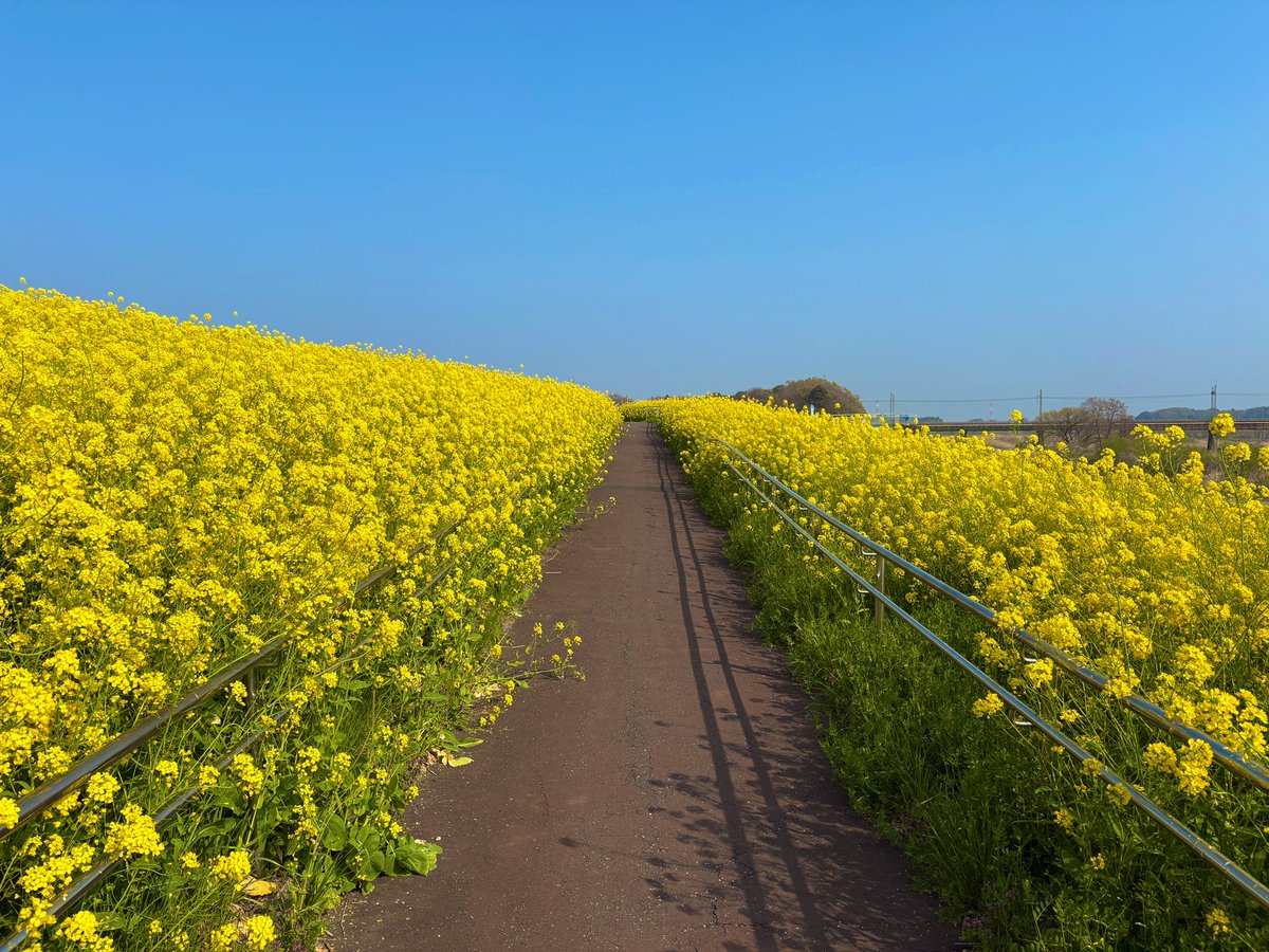 バターナッツ tweet media