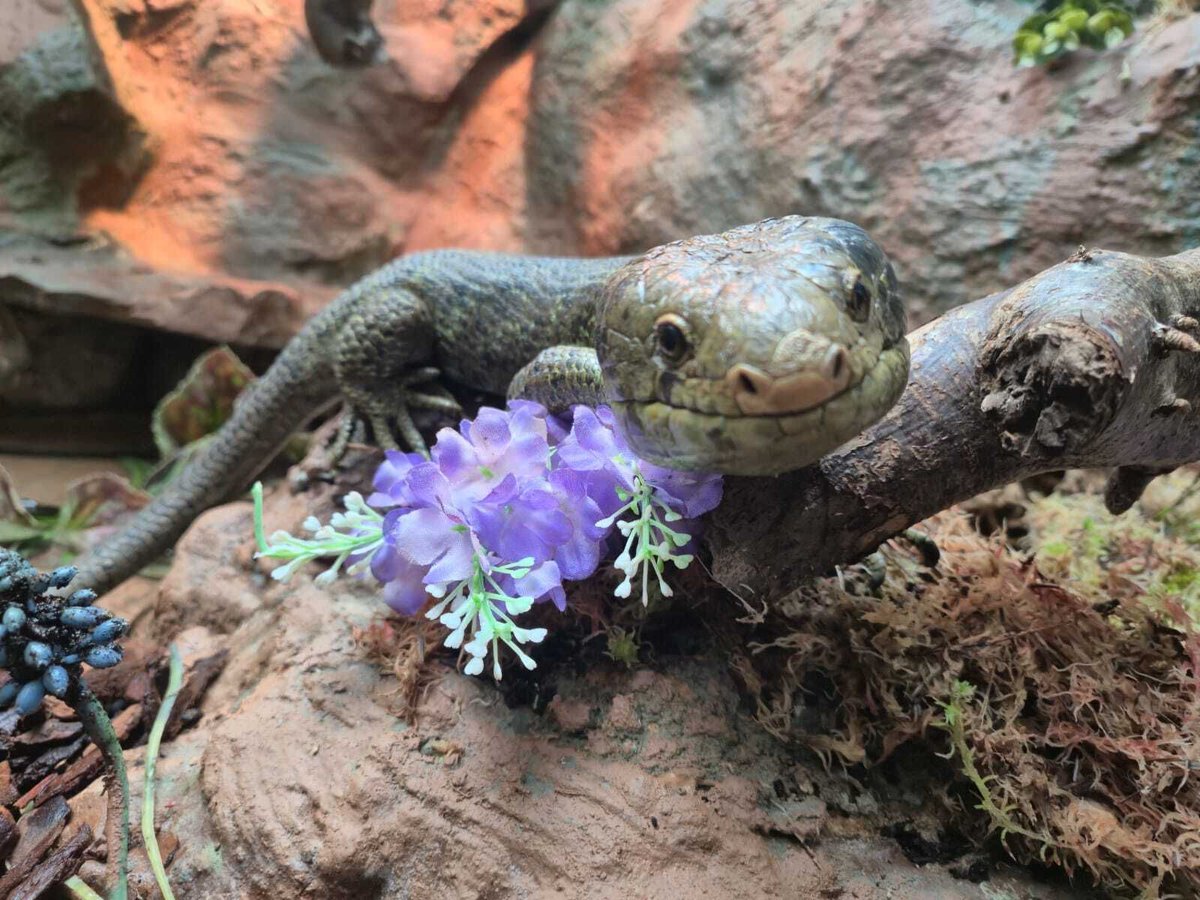 Dudley Zoo tweet media