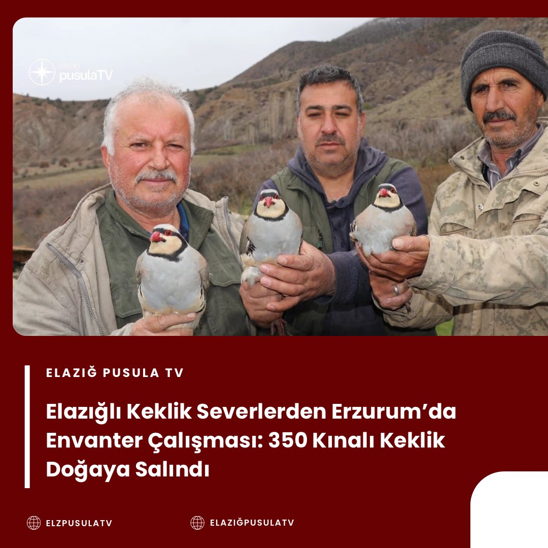 elazigpusulatv's tweet image. Elazığlı Keklik Severlerden Erzurum’da Envanter Çalışması: 350 Kınalı Keklik Doğaya Salındı
instagram.com/p/DXECe6aDGy6/…
#elzpusulatv #güvercin #kesfet #güncelhaber