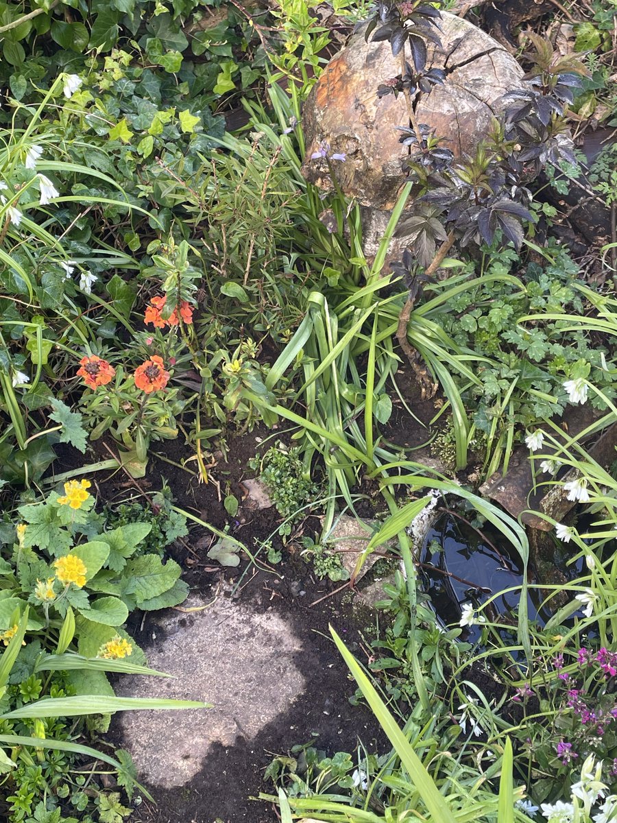 helen21206699's tweet image. Good morning from my little #cottage #garden little #wildlife #pond