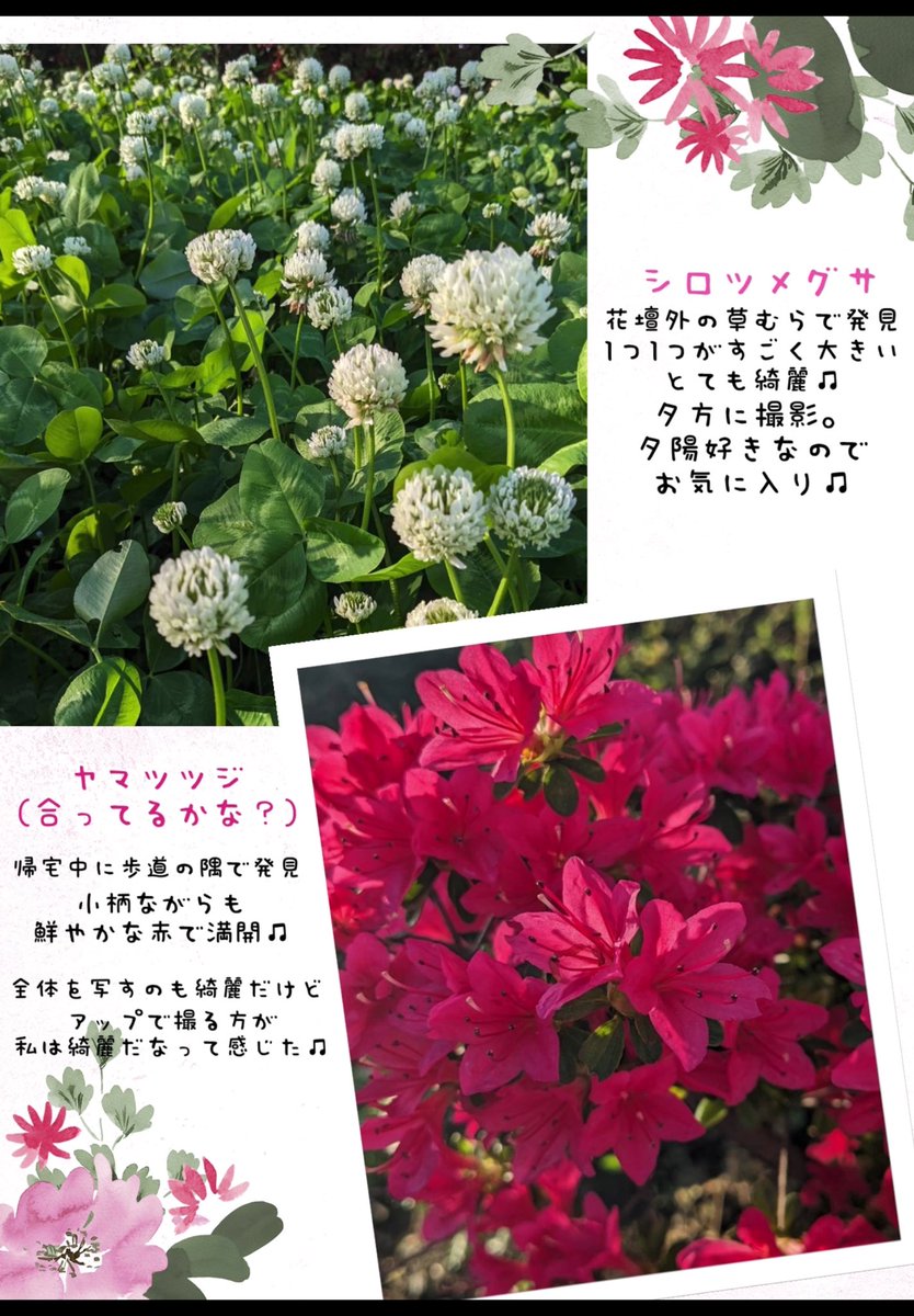 nonchan9070's tweet photo. 昨日、ネイルに行ったあと舎人公園というところに行ってきた🌸

今回のネイル、またお店用に使用させてほしいとのことで、ついでに自分のスマホでも🎀

舎人公園は公園自体がとても広くて、とにかく沢山の種類のお花が咲いててすっっっっごく綺麗でした💕
お天気も良くて楽しかった🥰 https://t.co/xBf812okhv