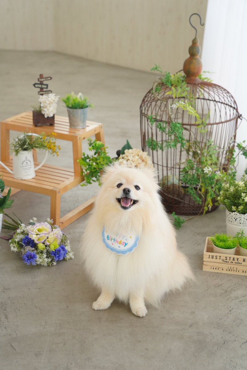 ぽたろう🍀ポメラニアン tweet media