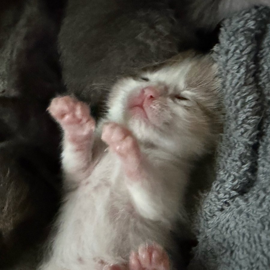 her eyes r beginning to open and she looks like in cartoons when the nerdy character takes off their glasses