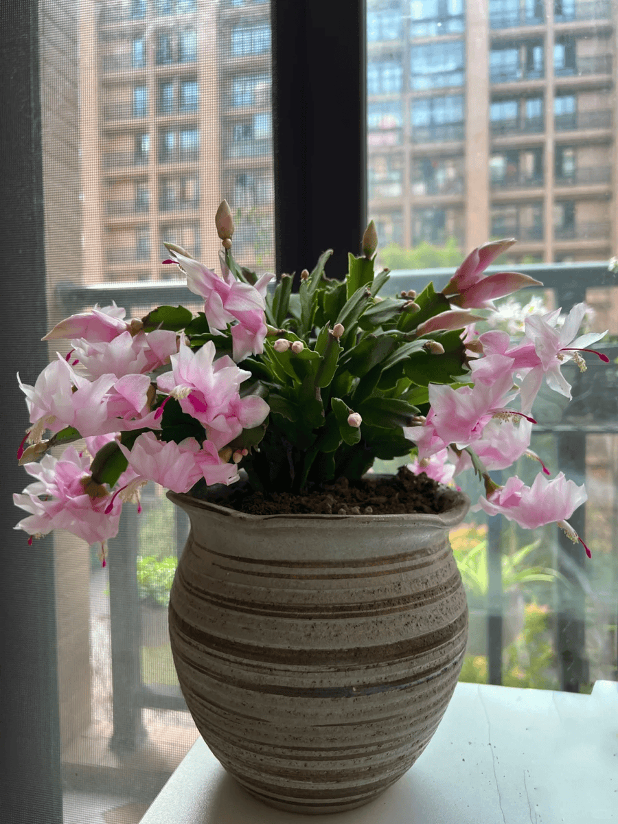 elisabethmonse1's tweet photo. Turn an old glass jar into a cute plant pot! Clean, add soil, plant a succulent—done. Perfect for small spaces  #Upcycle #DIYHome #SustainableLiving https://t.co/sX2Vi2pEhX