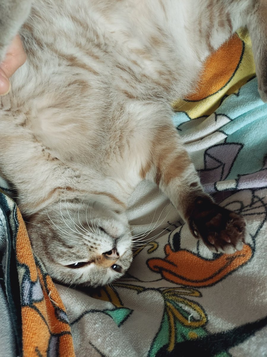 RIlXqCkgQoJ4SQF's tweet image. 戦いすんで、ボールが完成!