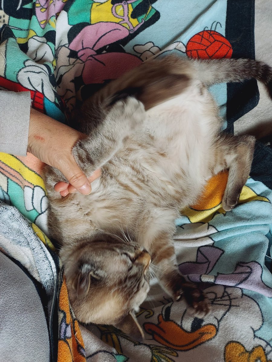 RIlXqCkgQoJ4SQF's tweet image. 戦いすんで、ボールが完成!