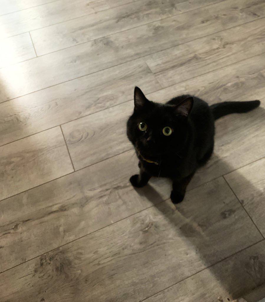 Сибирская язва tweet media