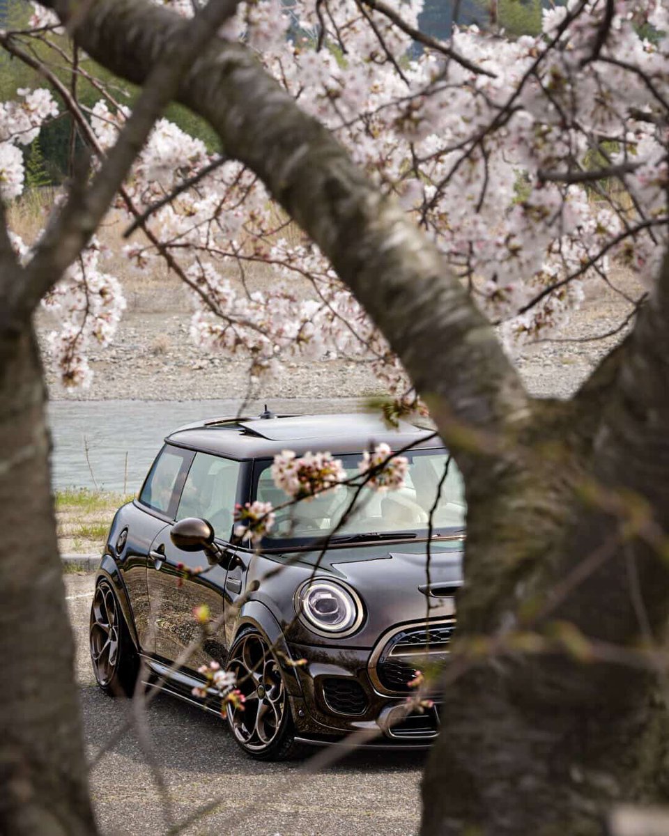 MINI_JAPAN's tweet image. 今年も皆から集めたMINI x 桜をシェア🌸
毎年 #MINIFamily の素敵な春の写真が見られて眼福です💫

1 IG/tarako_mini_f55sd
2 IG/shingo5500gram

#MINIJapan