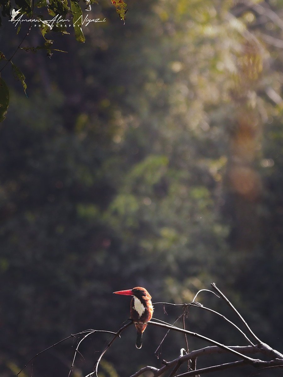_AmaanAlam_'s tweet image. Stillness engineered to perfection. 🐦✨

📍 Keoladeo National Park

Exif Data:
Canon EOS 77D + EF100-400mm f/4.5-5.6L IS USM
Exposure time: 1/3200s
F-stop: f/5
ISO: 3200

#birdphotography #wildlifephotography #nature #portrait #canon