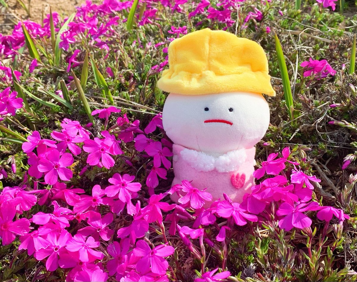 かえりみち きれいな おはなを みつけました🌸

#ぬいぐるみ #ぬい撮り #みじめちゃん #ぬい活 #春の創作クラスタフォロー祭り