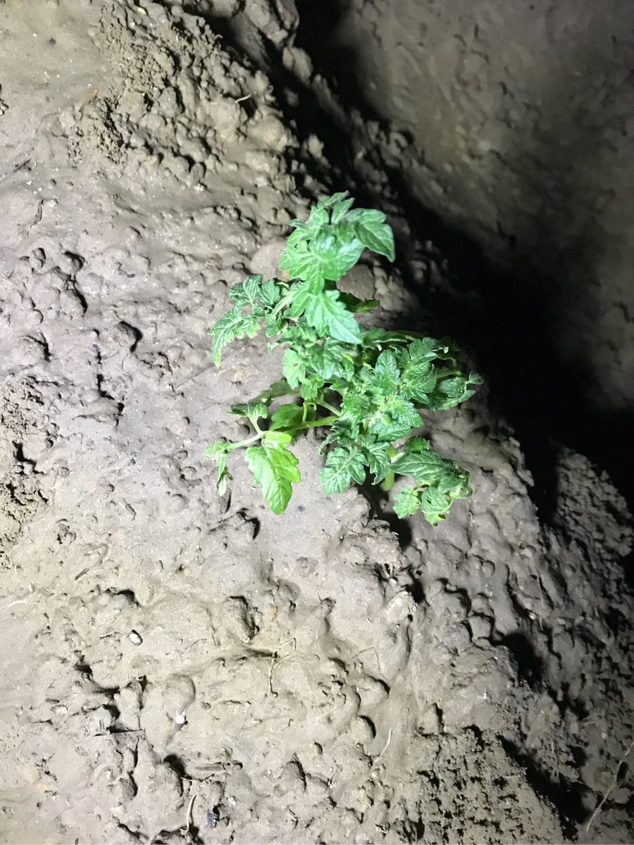 Manon Marquis tweet media