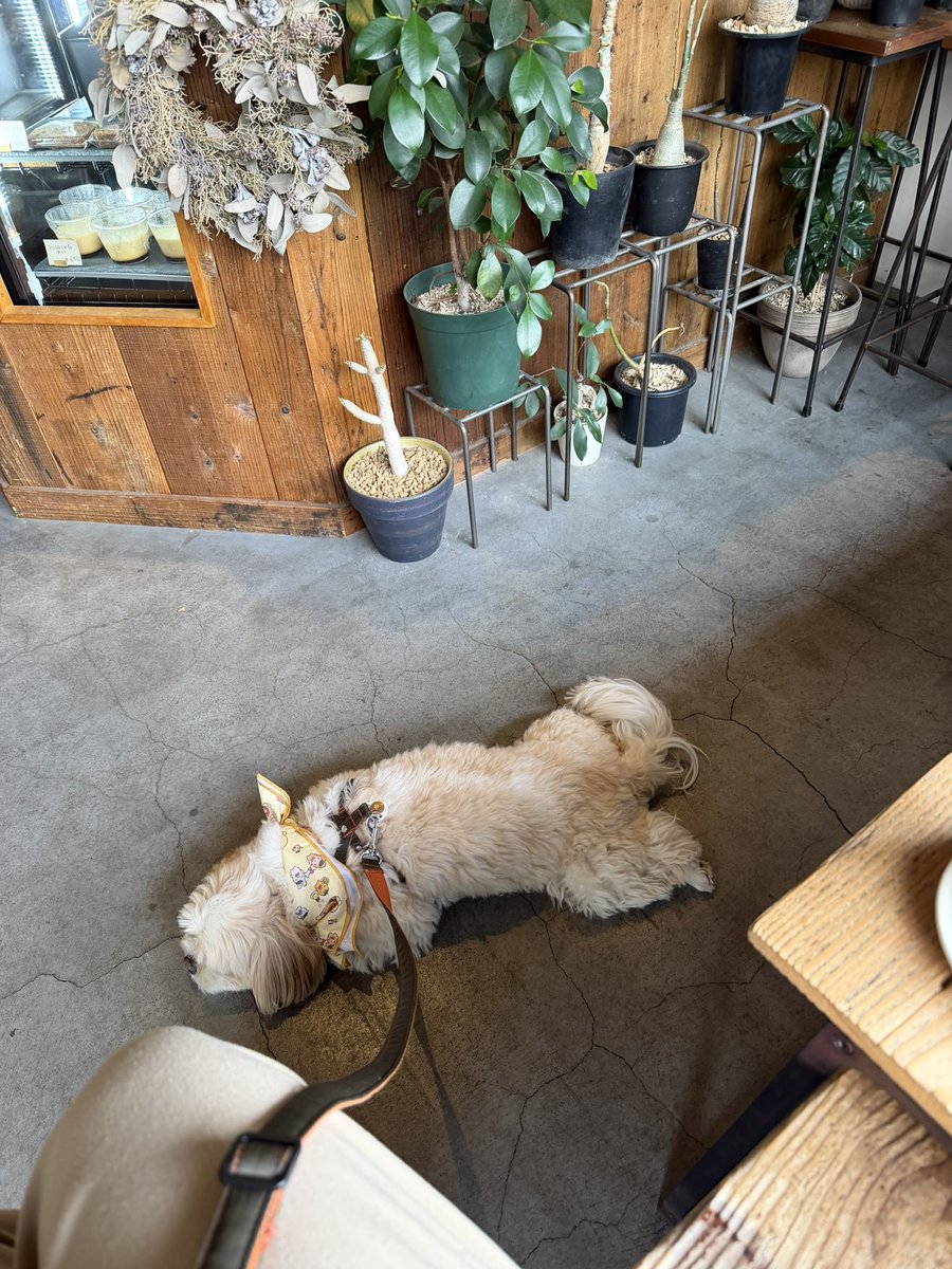 熊谷涼花 kumagai suzuka tweet media