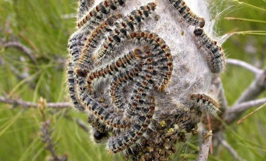 Lineamadrid's tweet image. Capaces de producir daños y secuelas en caso de exposición o manipulación indebida, cuida de tus mascotas... 🐛
«Orugas procesionarias. Prevención y control» @madridsalud 👉 bit.ly/33olQba
#MedioAmbiente