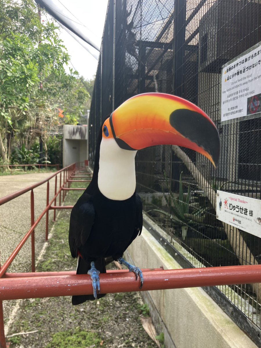 ネオパークオキナワ【公式】 tweet media