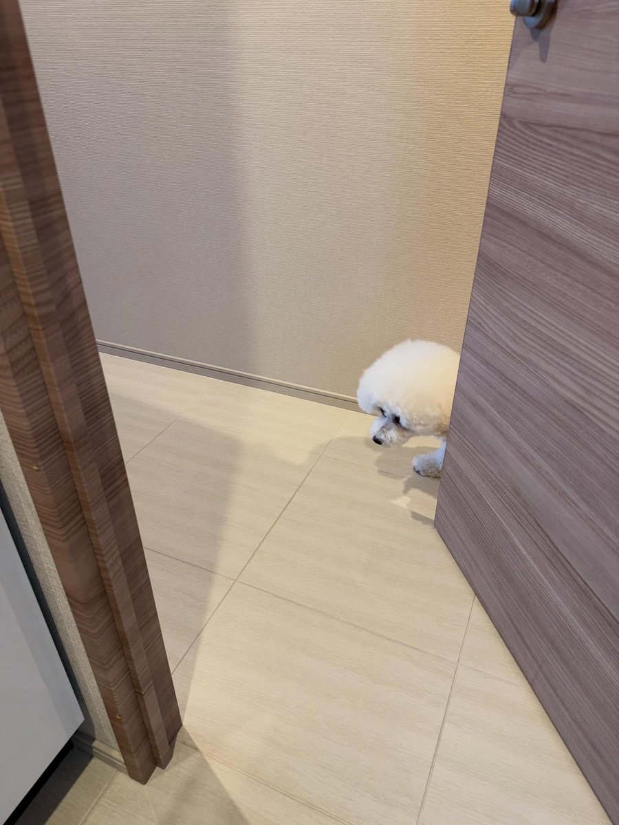 すぅ。 tweet media