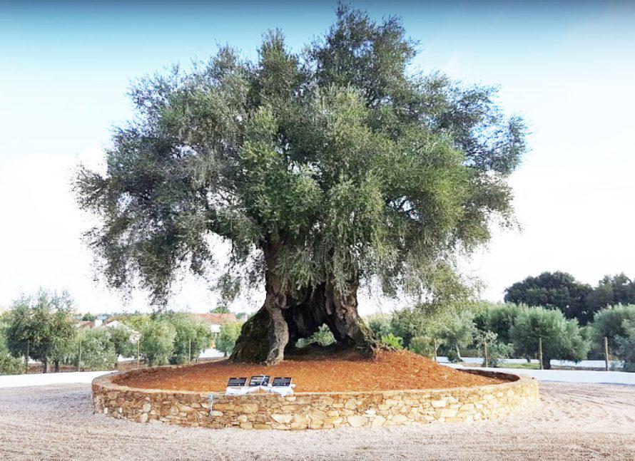 jorgecard86's tweet photo. @Rainmaker1973 This one is the oldest one in Portugal, 3350 years old ✌️ https://t.co/FNSil5HHSu