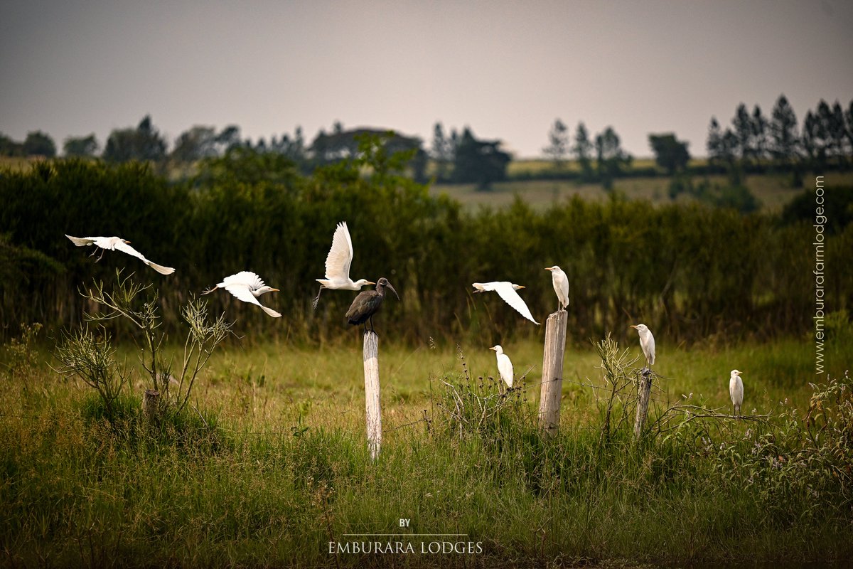 emburara's tweet image. Nature is so beautiful! Besides farm activities, you will go birding on the farm , spot different bird species, we see crested cranes finding shade under the beautiful tree , then the egrets relaxing amidst the herd. 
#birdingonthefarm  #naturelovers #emburara #lifeonthefarm