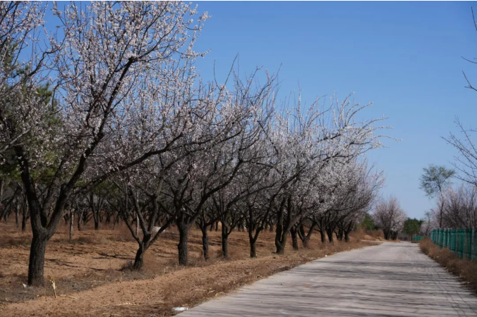 🌸 Skip the trip – let the apricot blossoms come to you!

On April 11, Juungar launched the First Online Apricot Blossom Culture Festival &amp; Spring Cultural Season.

Immerse yourself in the romance of spring on the highlands, wherever you are.
