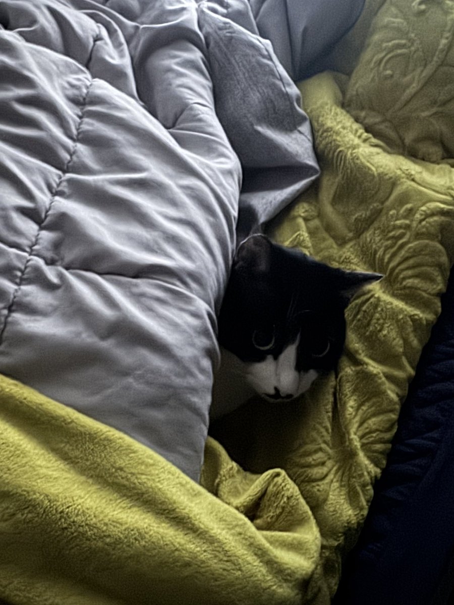 고래구름 tweet media