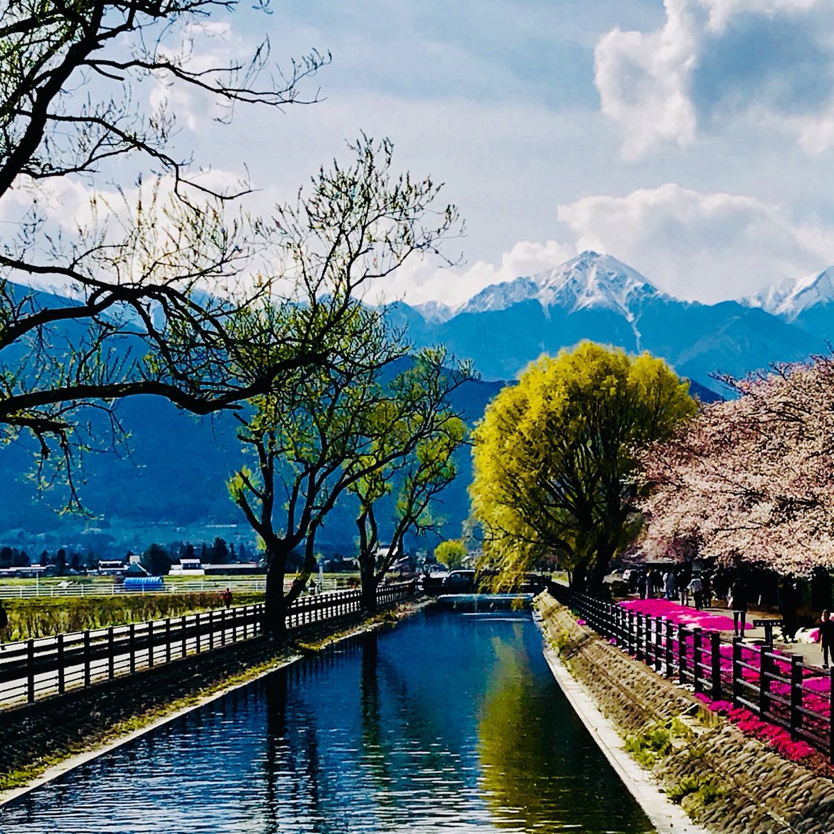 solidblue1126's tweet photo. 世界灌漑遺産
拾ヶ堰の桜 https://t.co/BdH09w1tJa