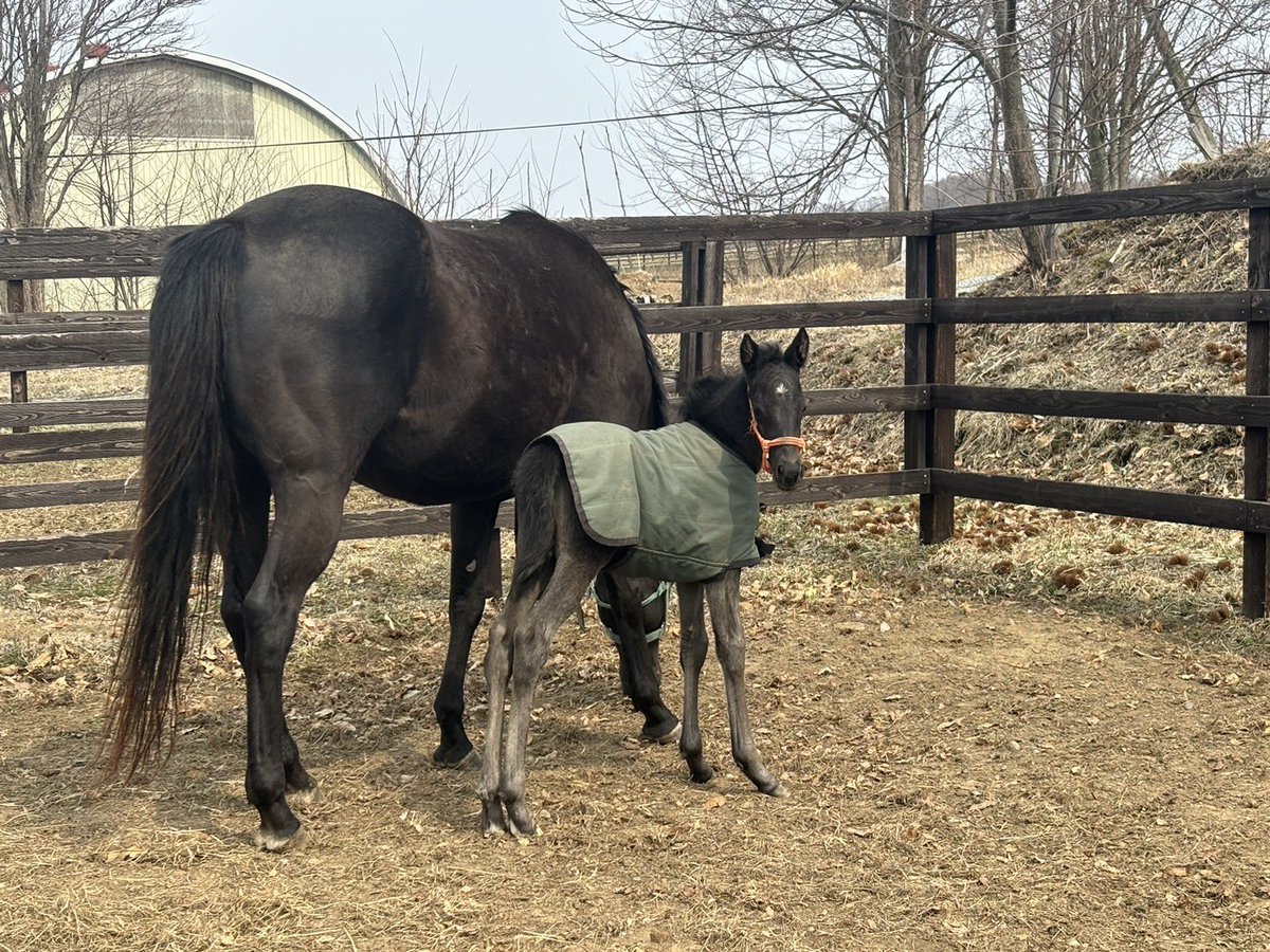 門別牧場 tweet media