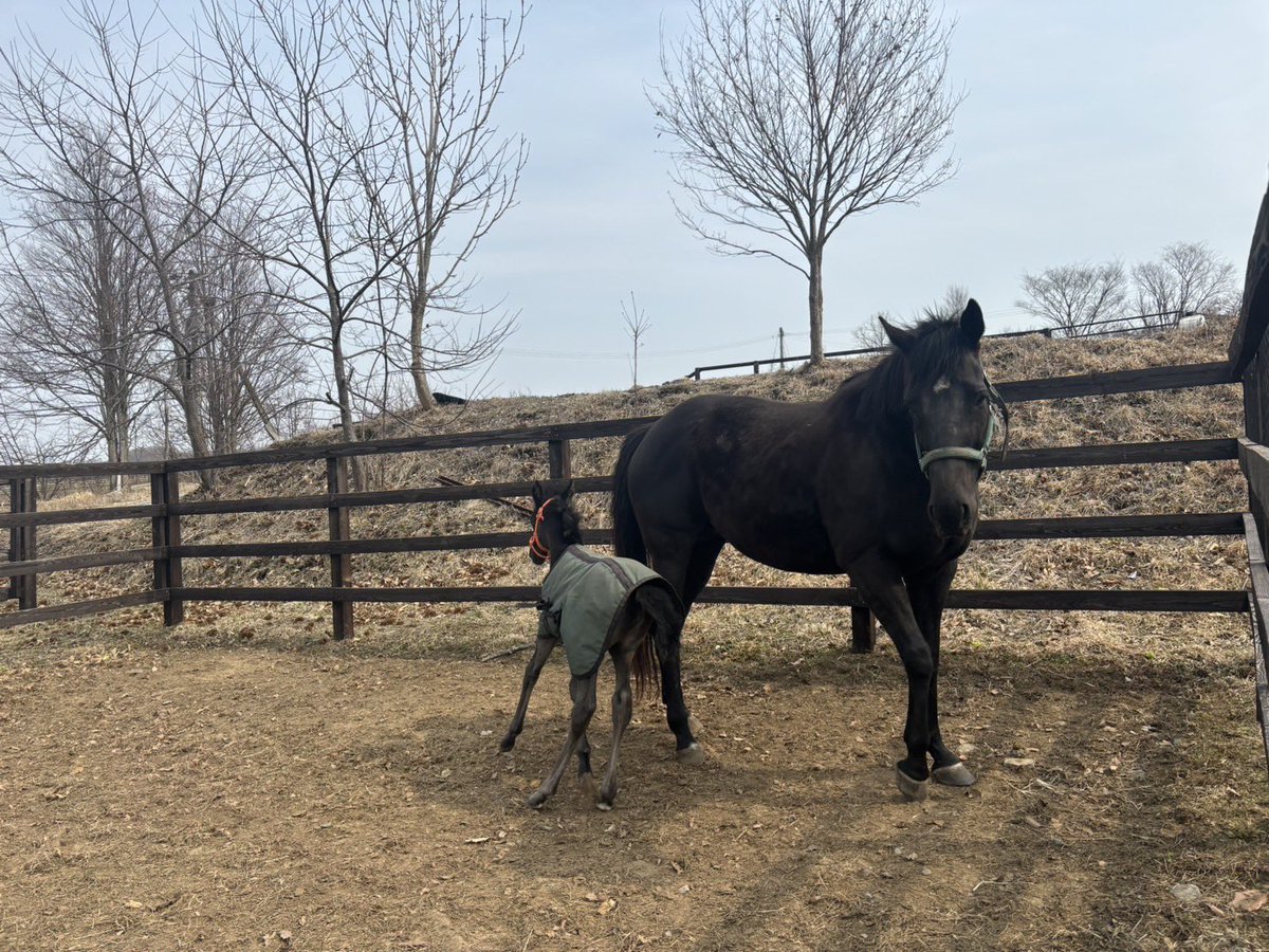 門別牧場 tweet media