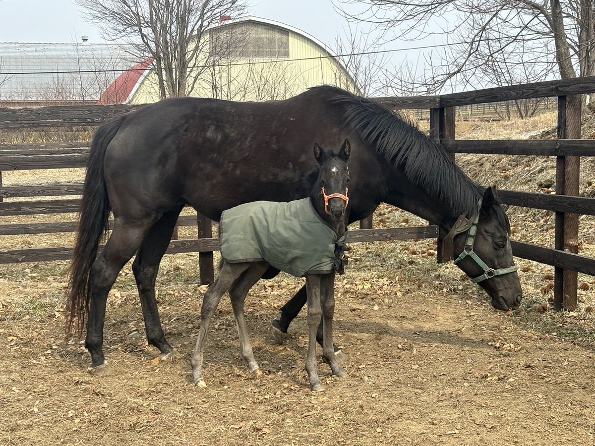 門別牧場 tweet media