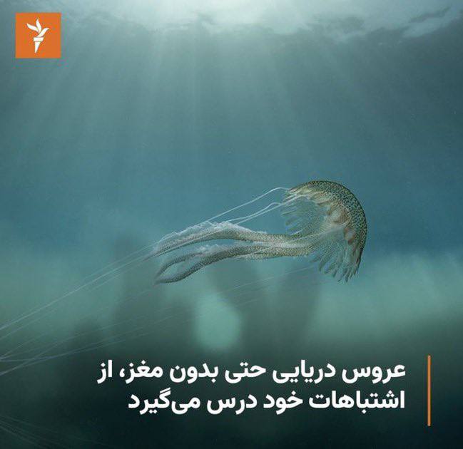 🇮🇷 مایه خال tweet media