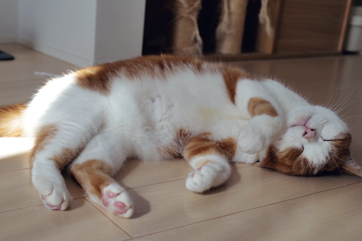 茶子ちゃん、今日も忙しそうです。