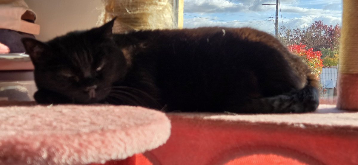 Myrtille potichatte d'amour ❤️ tweet media