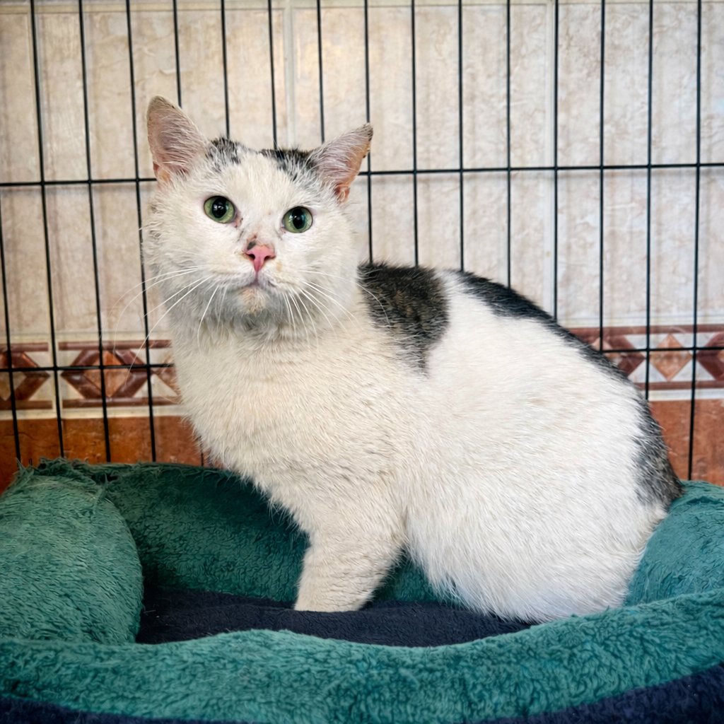 Fousky z.s. 🐈‍⬛ tweet media