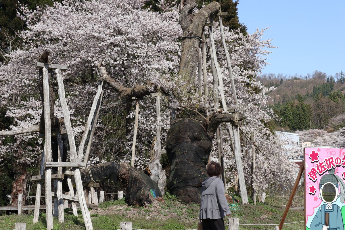 🌸#花スポット 伊佐沢の久保ザクラ🌸 樹齢約1200年、#国指定天然記念物