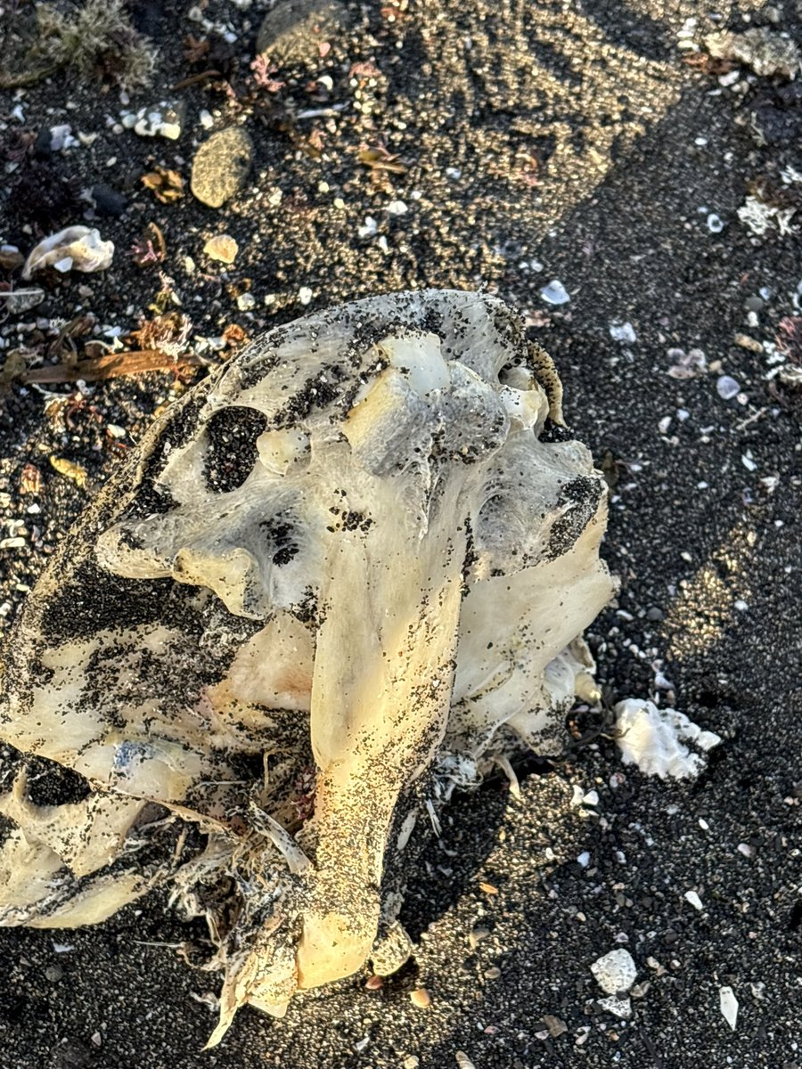 館山の海岸に2m近い骨格が落ちてたけど何のだろう？？？
・頭が横に平たくて上から見たら三角形
・尾鰭の骨格が特徴的
・背骨から肋骨がまっすぐ長く伸びてる

イルカかと思ったけど口尖ってないし尾鰭も違うっぽい…気になりすぎて就活できない
